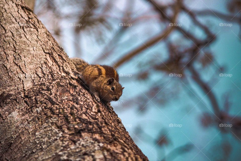 You can't keep a Squirrel on the ground.