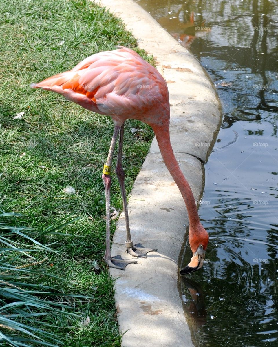 Flamingo