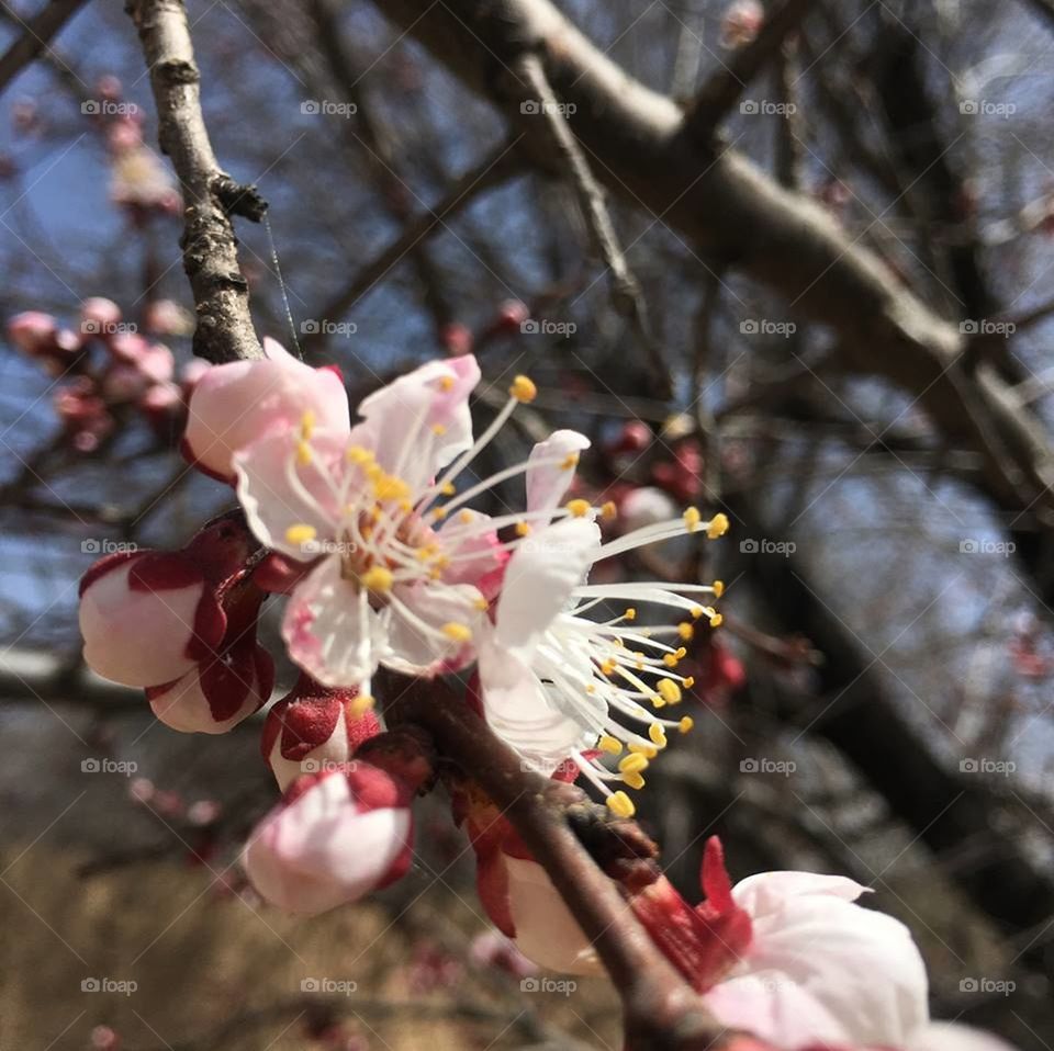 flowers spring cheery blossom