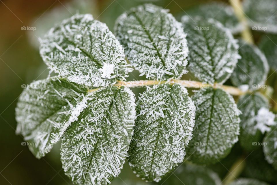 A sprinkle of morning snow