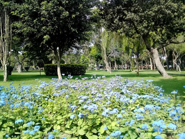 Flores
