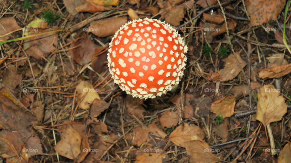 Fly agaric