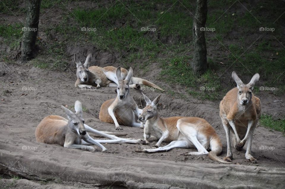 Kangaroos.