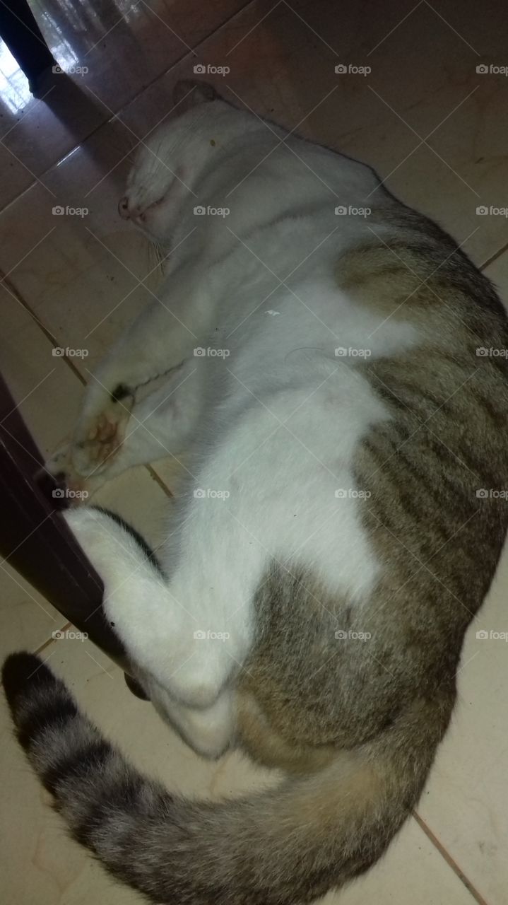 the cat is sleeping......it is a lazy cat....