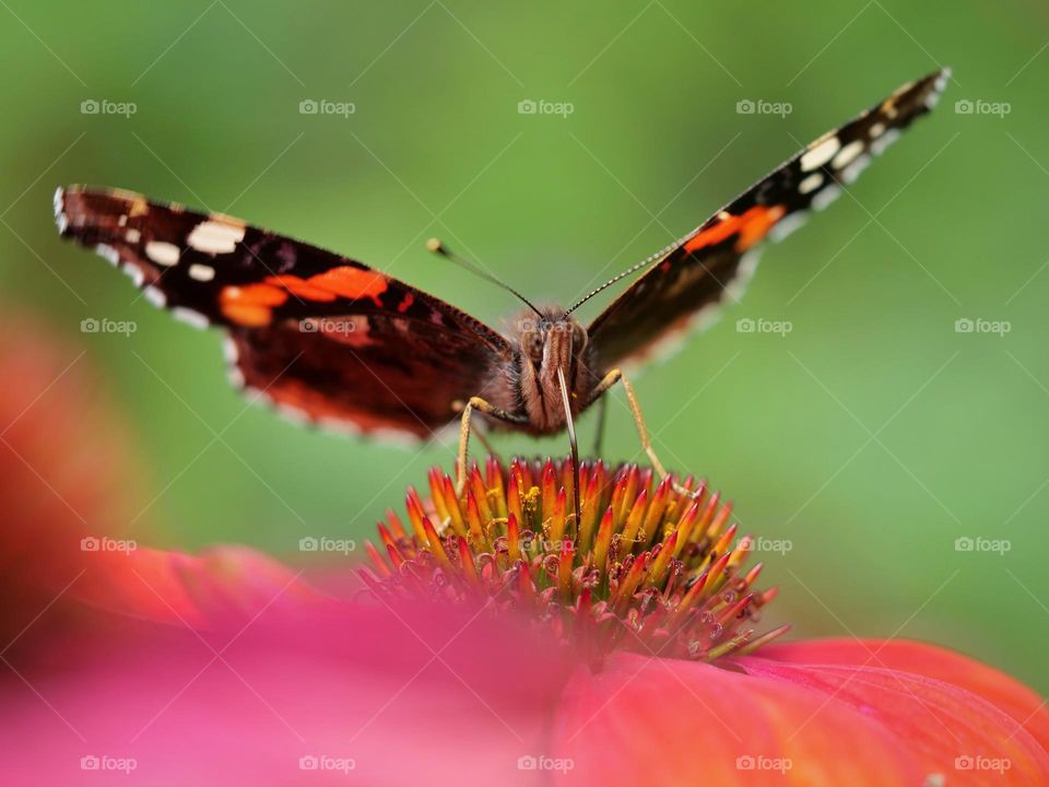 Red Admiral butterfly searching for nectar