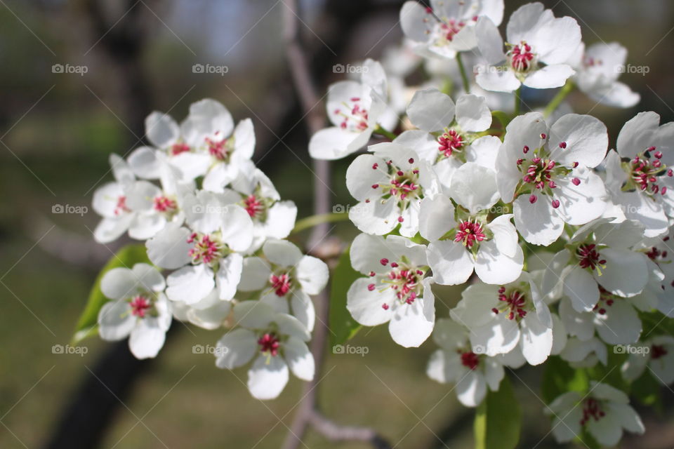 Close-up of white flower