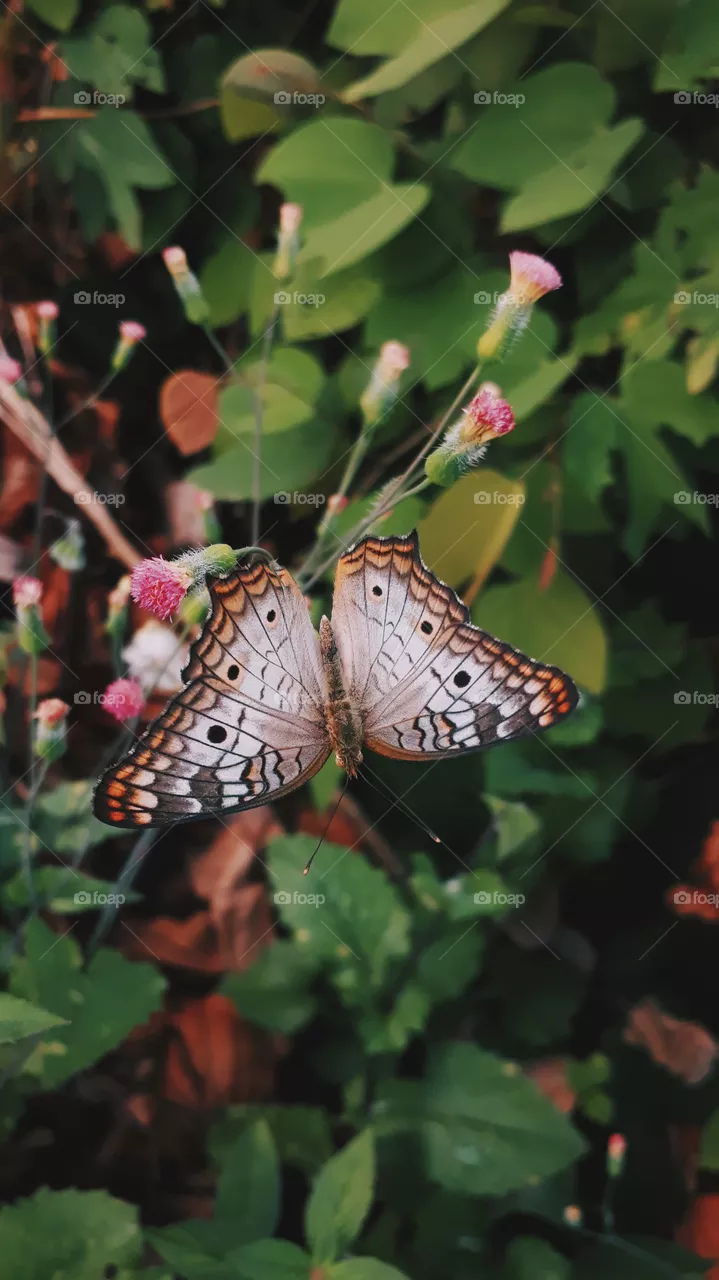 the amazing nature