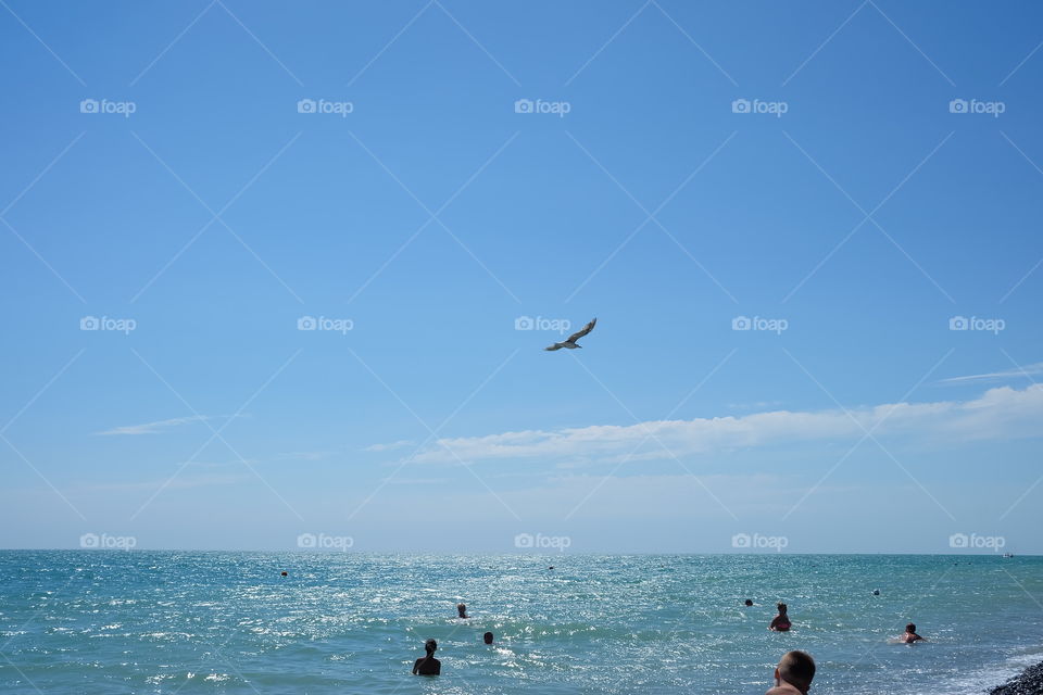 Seagull above the sea