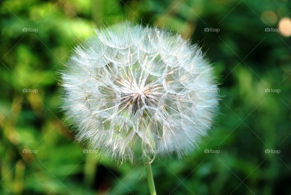 dandelion