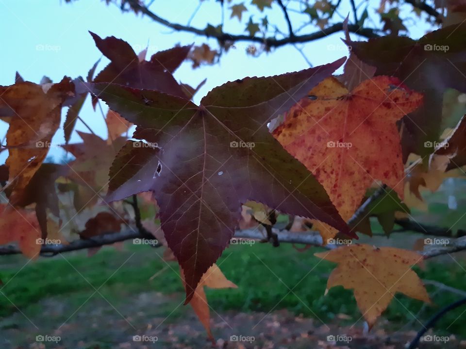 brown and red leaves in autumn