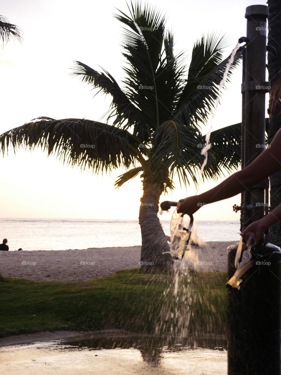 Palm tree on the beach