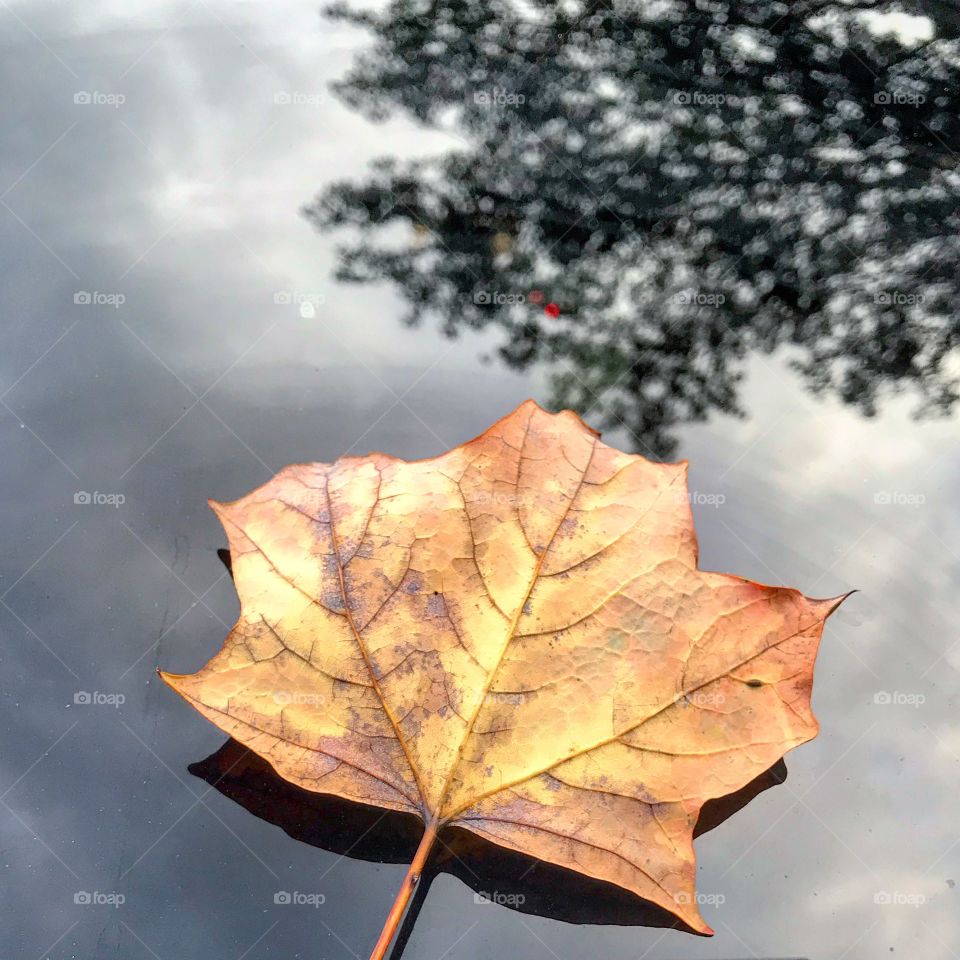 Leafy fall