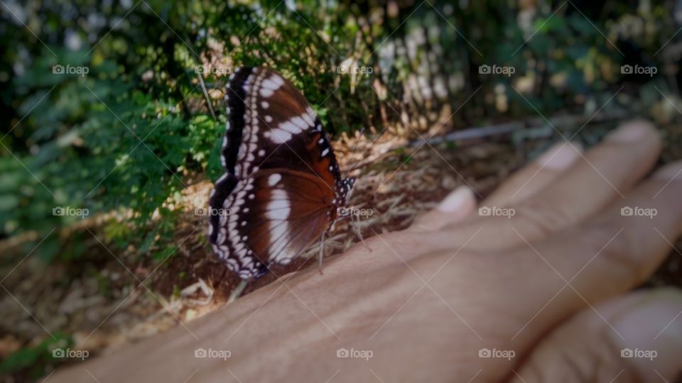 This beautiful butterfly is tame.
