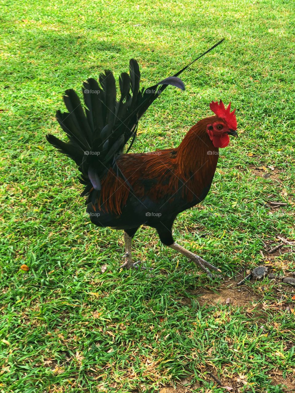 Rooster walking