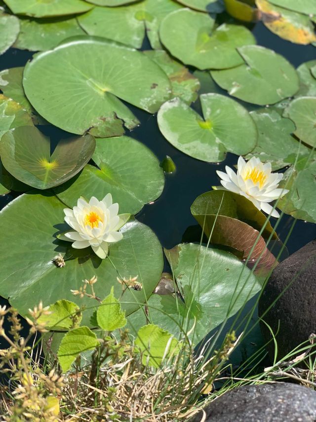 water lily pod 😍 
i love nature