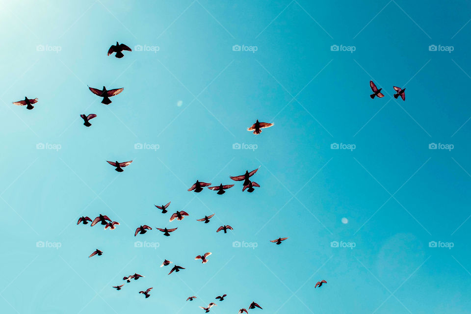 Silhouette of flying doves