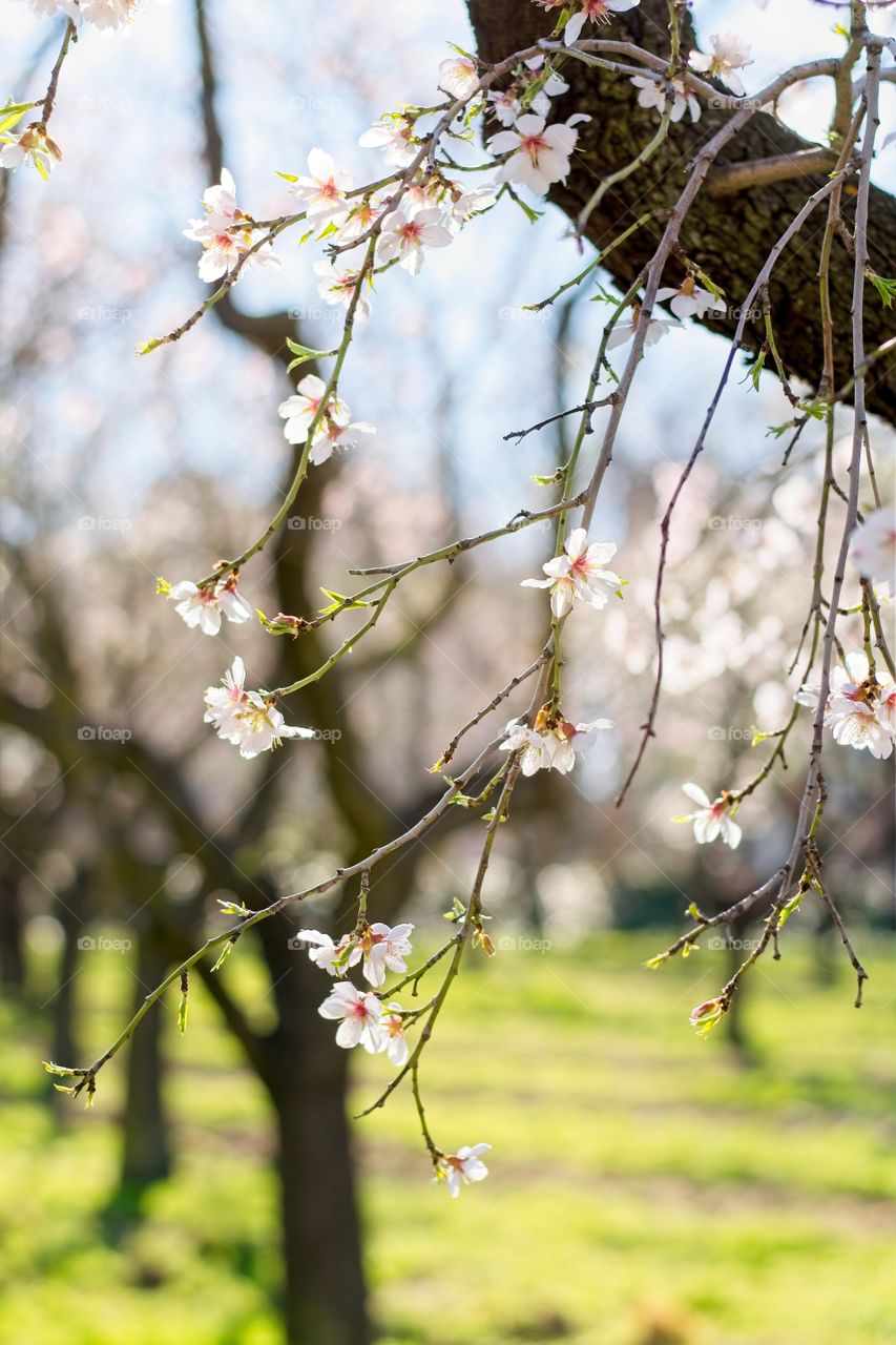 Almond tree branches in bloom 