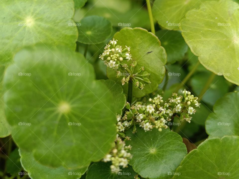 Whorled Umbrella Plan