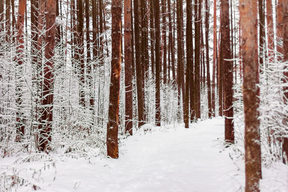 Winter forest