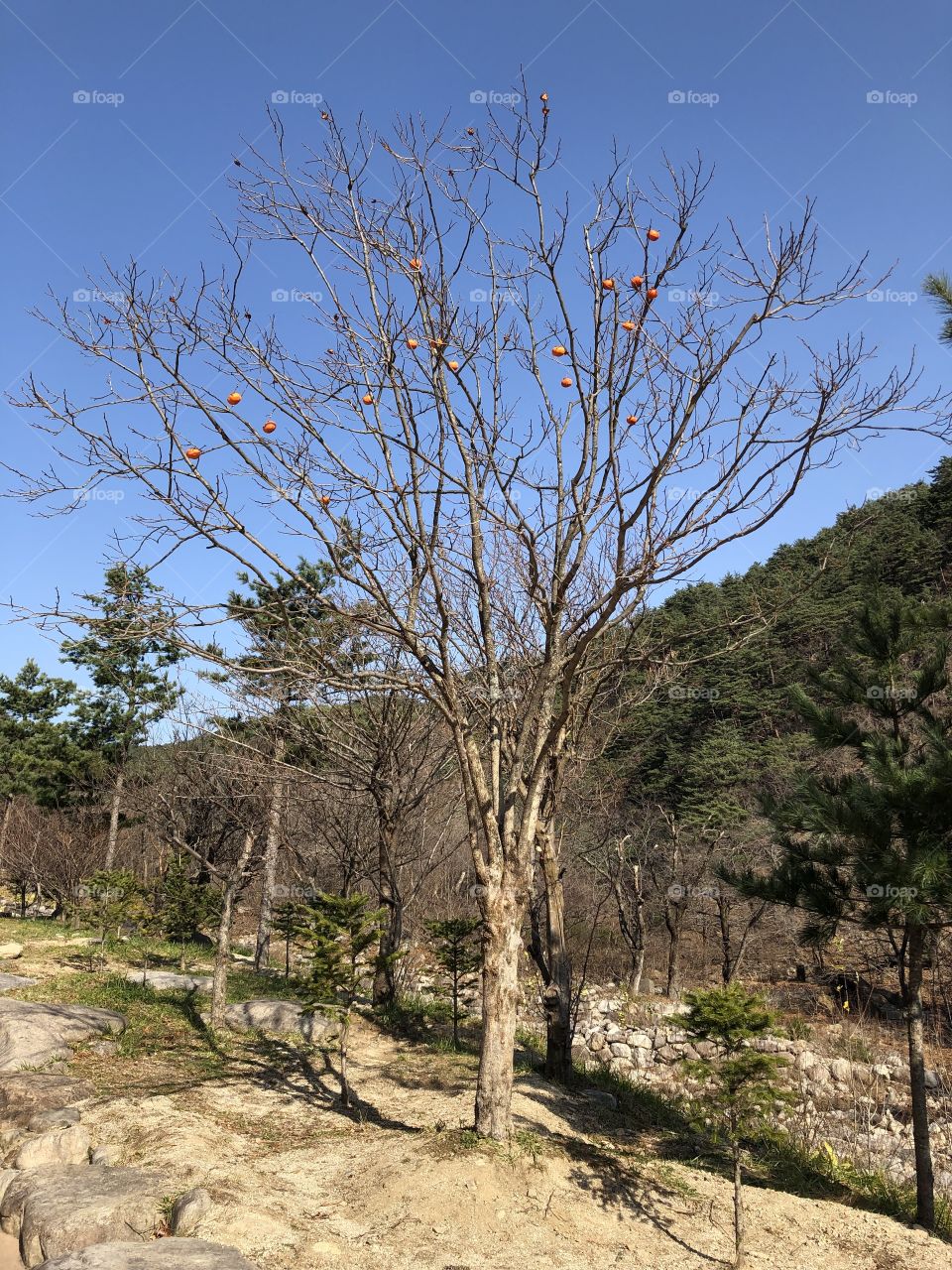 Persimmon at the end of Autumn loses all its leaves in Korea