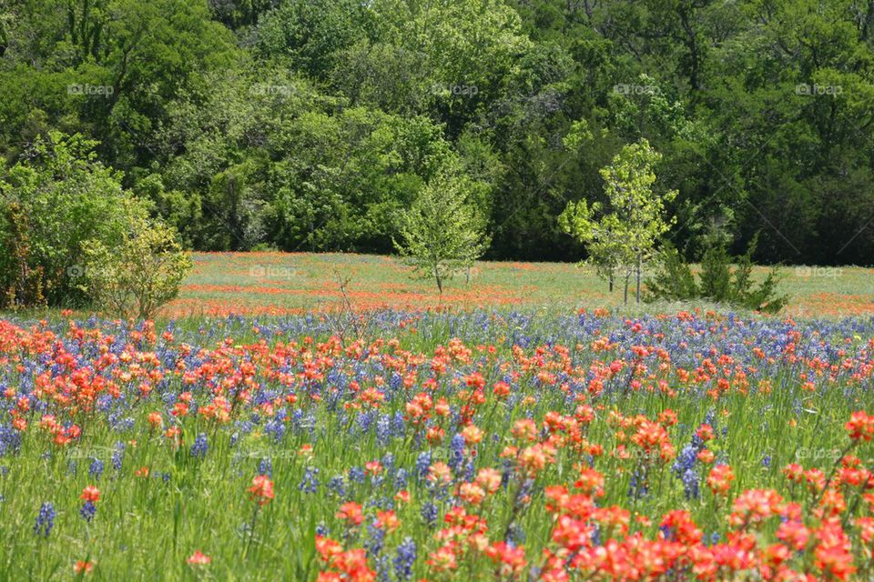 Texas Wildflowers
