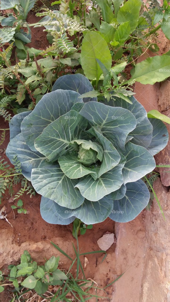 cabbage