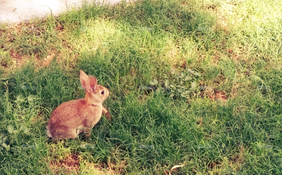 rabbit in the park