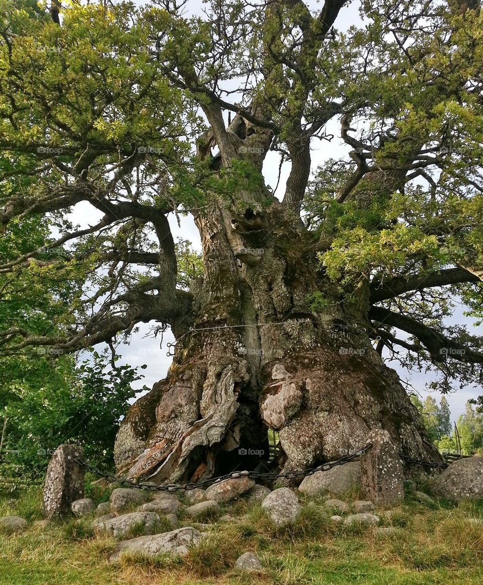 Kvilleken (Rumskullaeken)