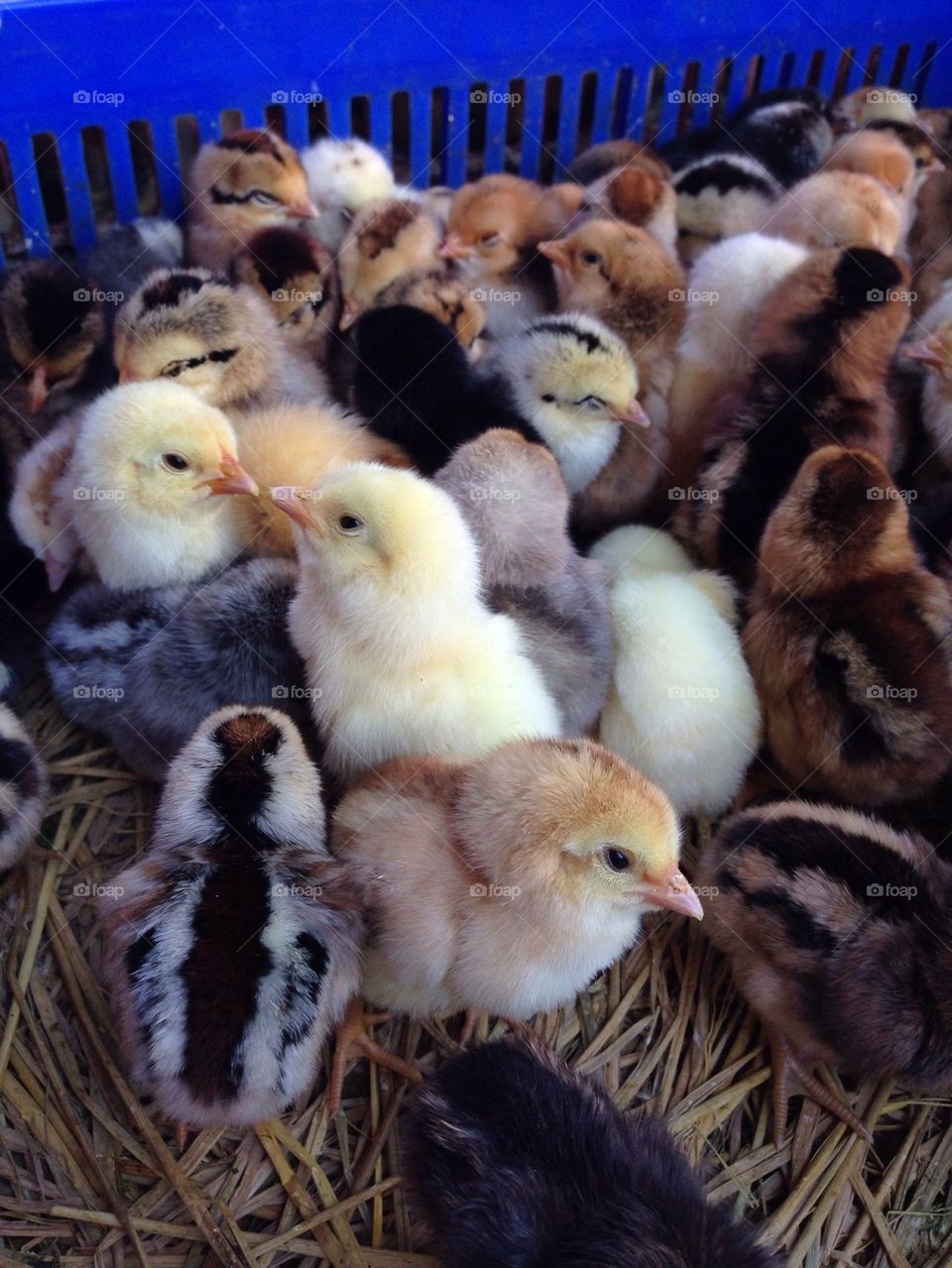 Basket full of small fluffy chicken