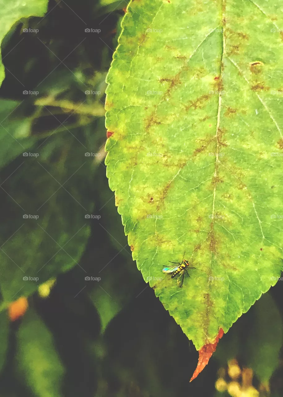 Fly On Leaf