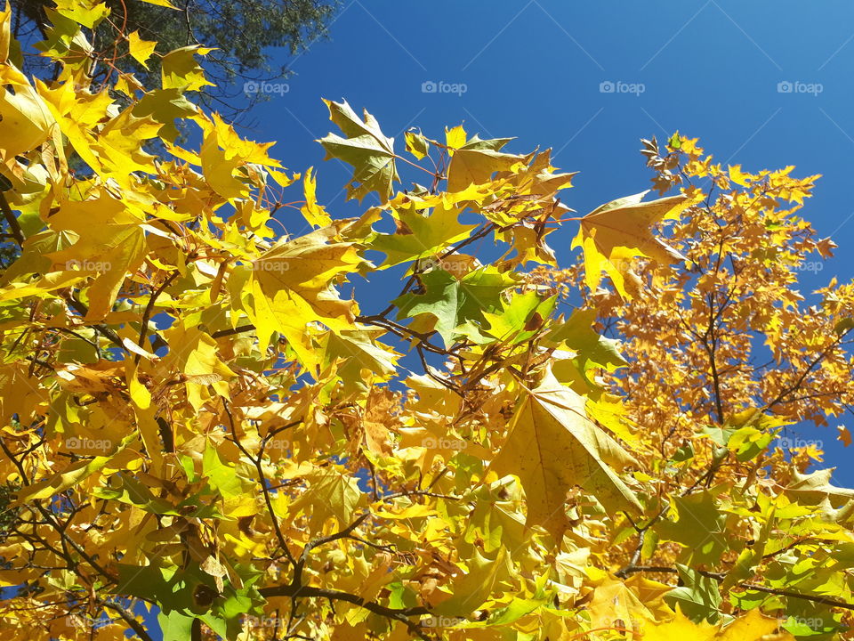 Yellow leaves on the blue sky background