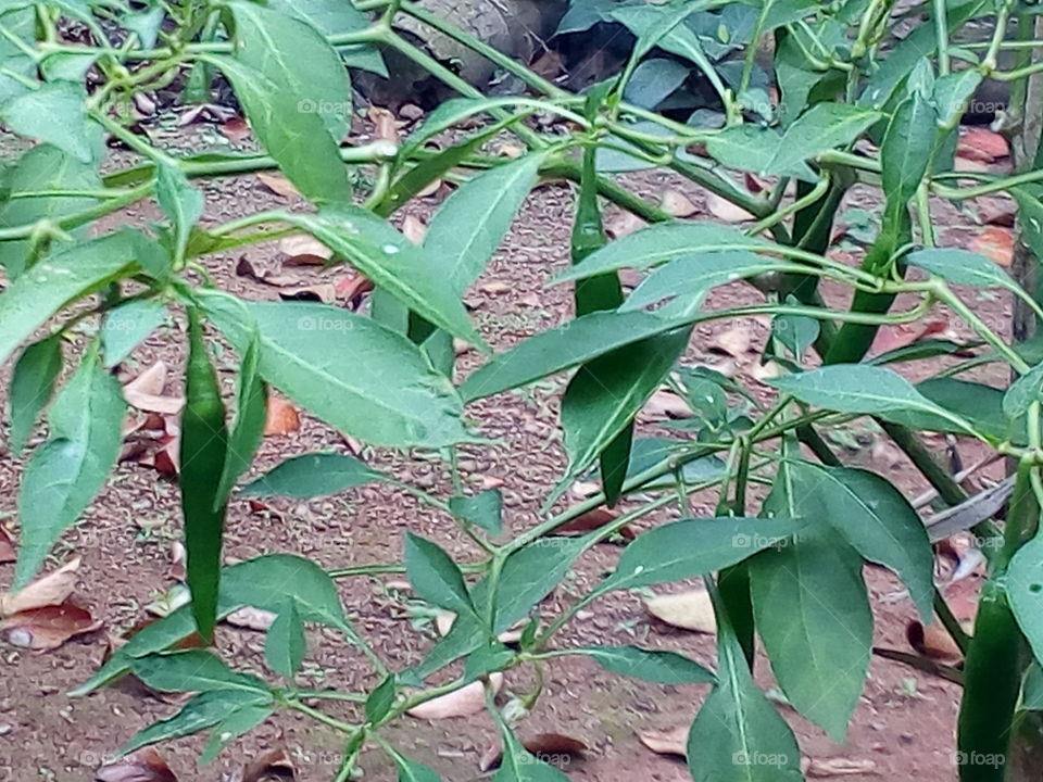 Chilli tree