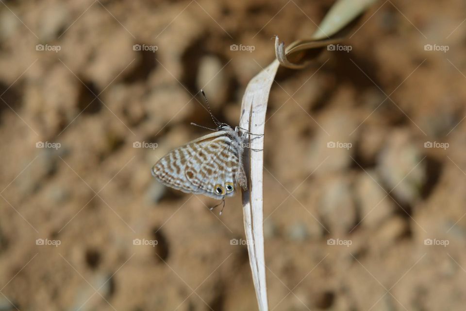 Lang's short-tailed blue or Common zebra blue (Leptotes pirithous)