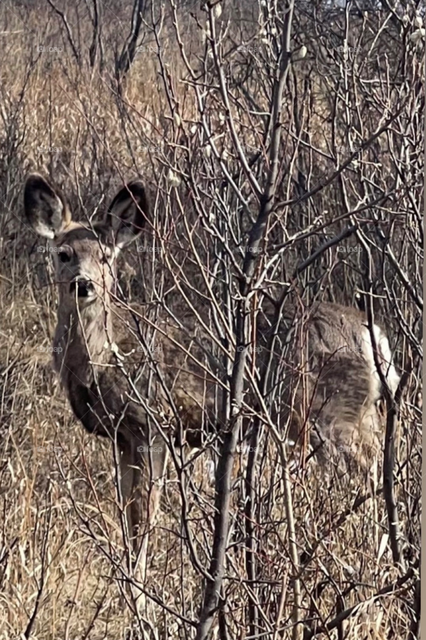 Bambi Deer in Calgary 