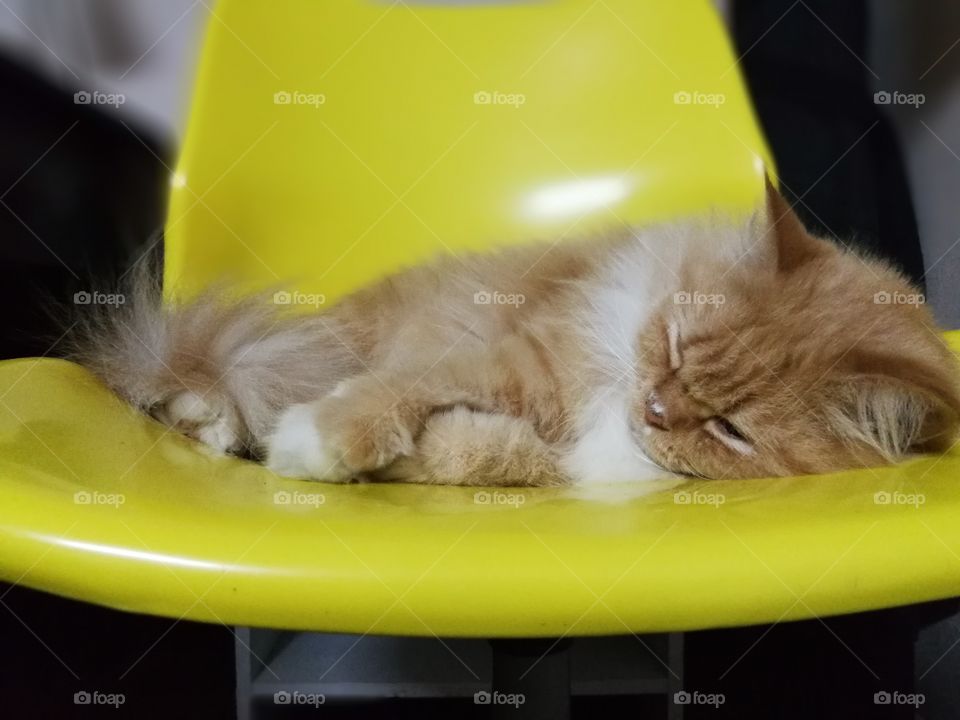 cute cat sleeping