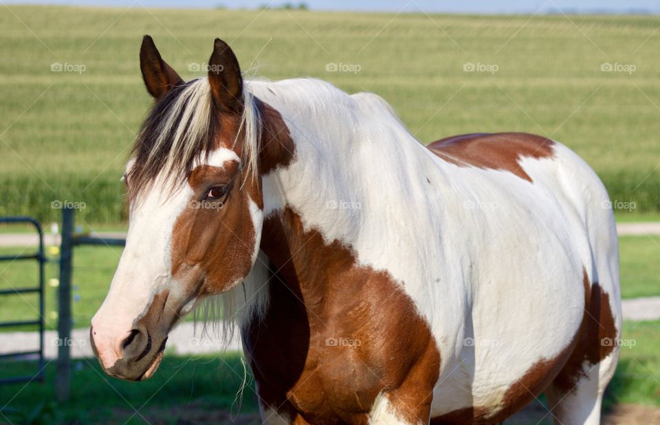 Summer Pets - a horse standing in a corral against a blurred cornfield on a hot and sunny summer day