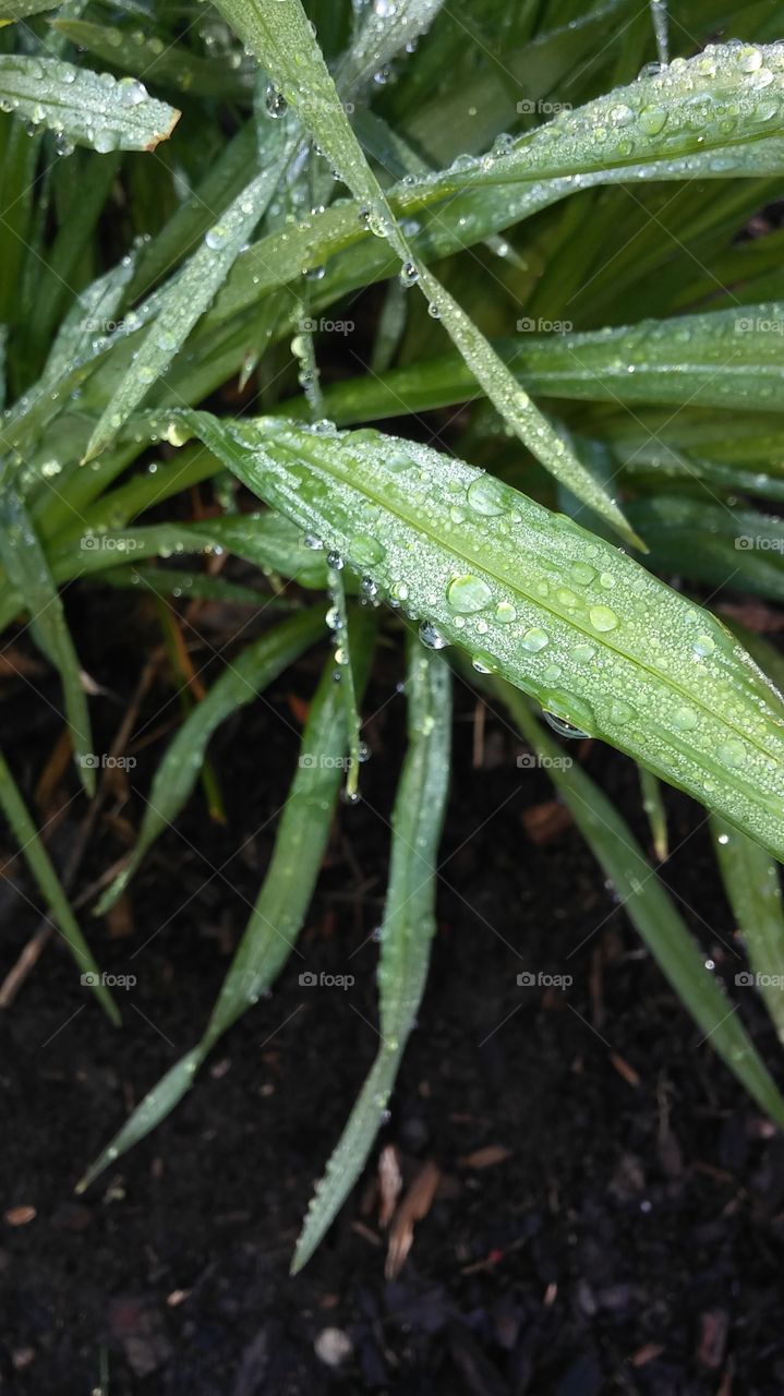 water drops on a blade of grass