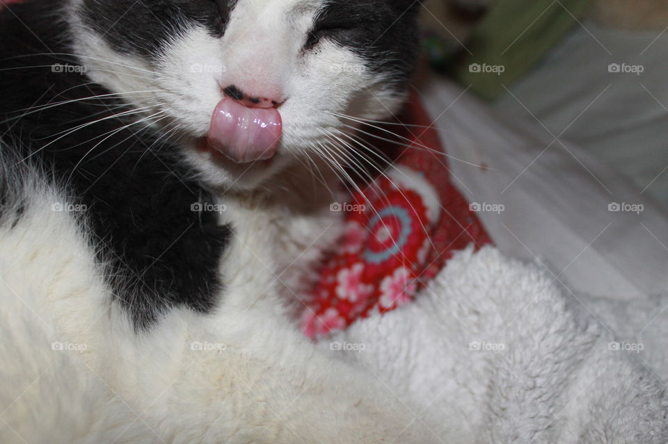 I woke up my grey and white cat Sal to take some pictures. I caught this while he was in mid yawn. I dont think he was impressed with me because he stuck his tongue out at me!