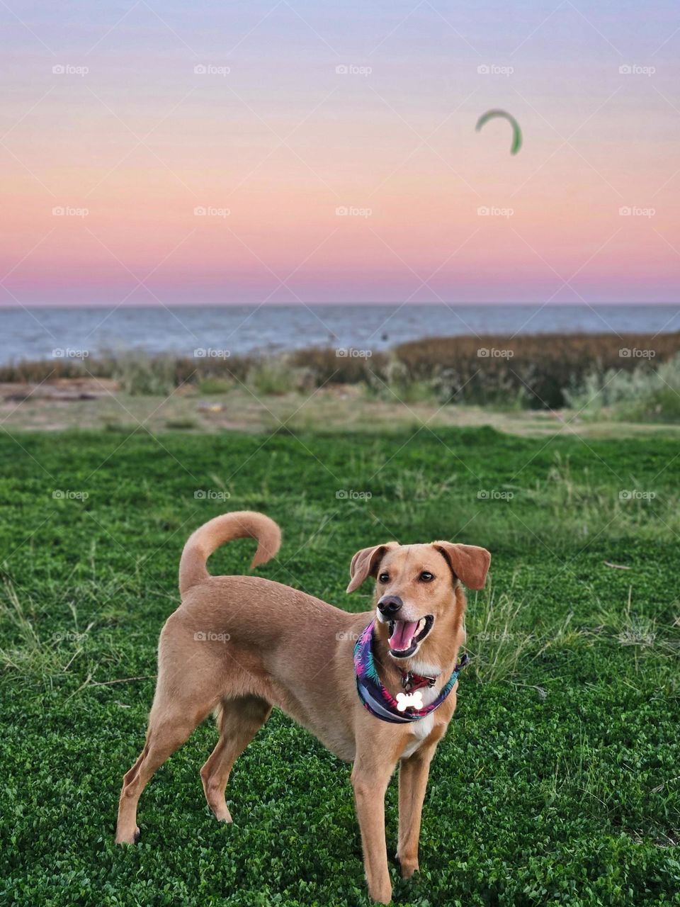 Dog playing in the river