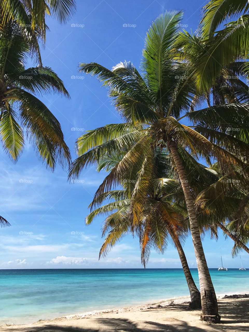 Palm trees on the beach