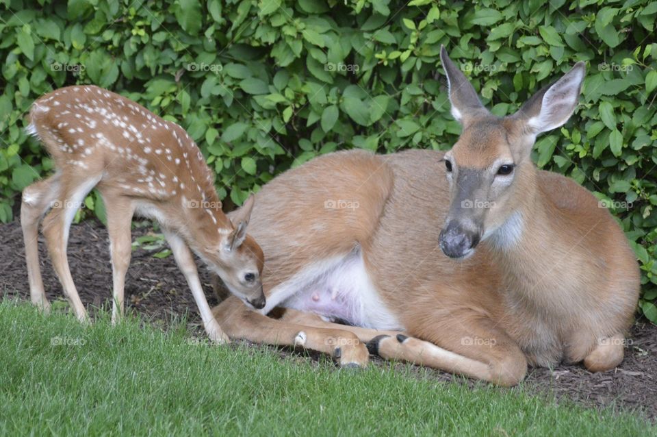 Doe and Fawn