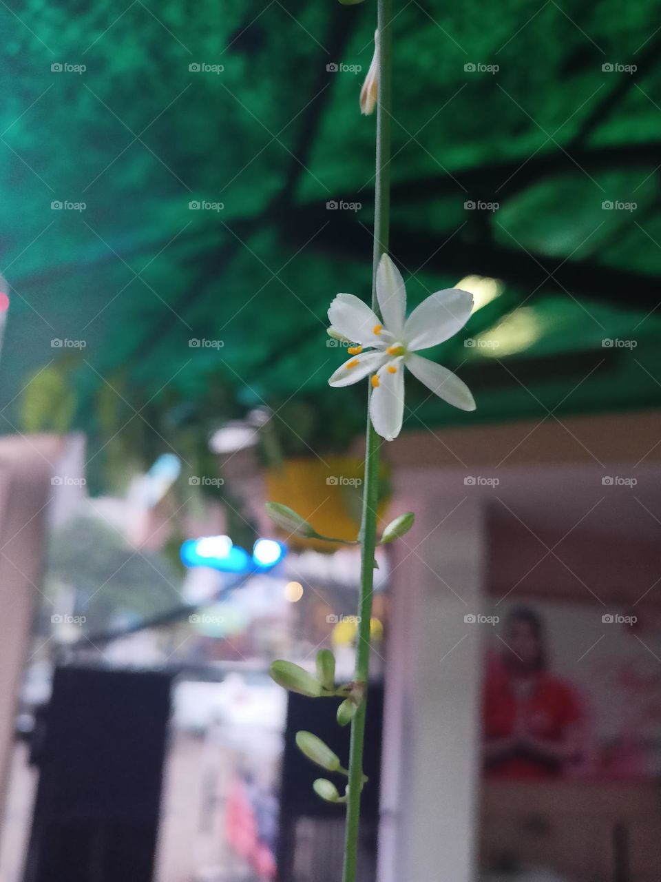 flower