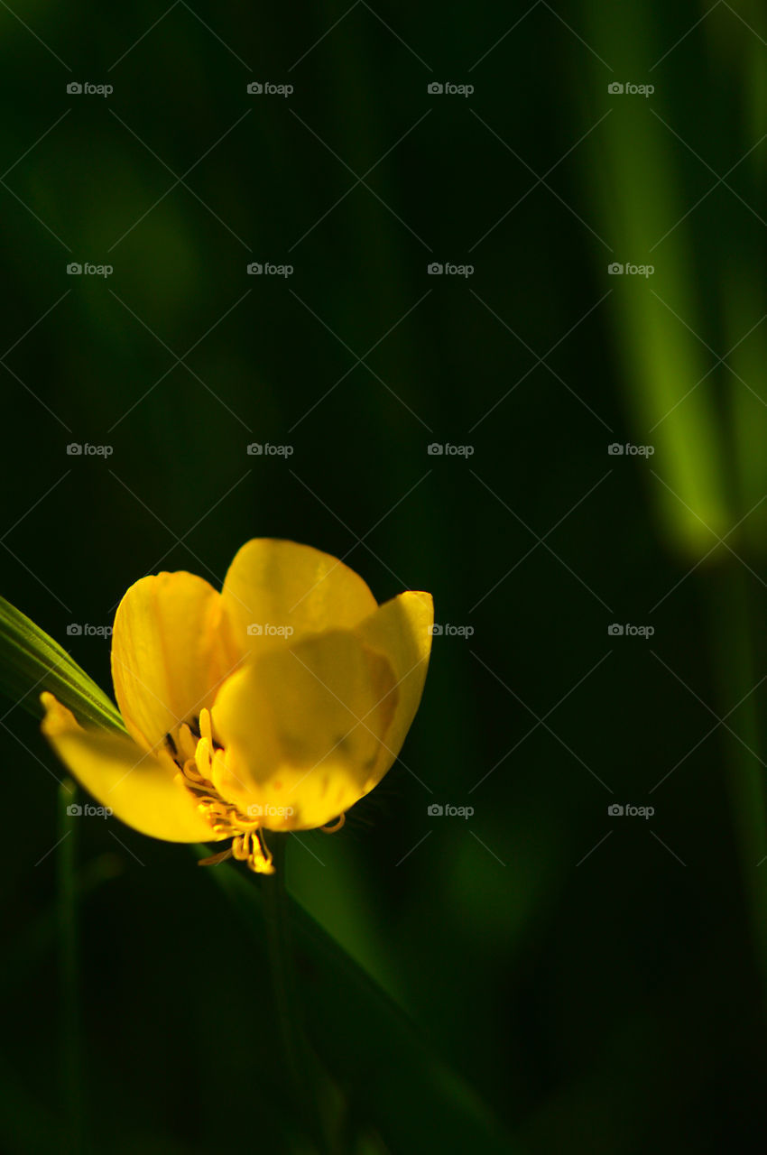 The best miracle of the Earth - flowers!
 
Flowers are the decoration of the earth. Flowers are the decoration of summer. Without flowers, earthly life would lose its charm altogether. Flowers are the smiles of the sun