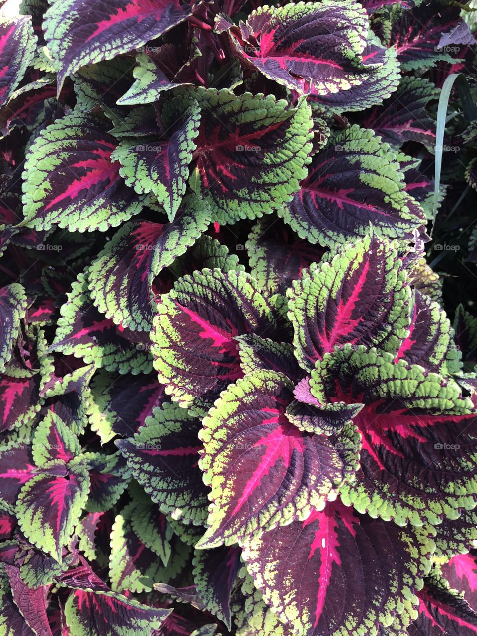 Variegated Coleus