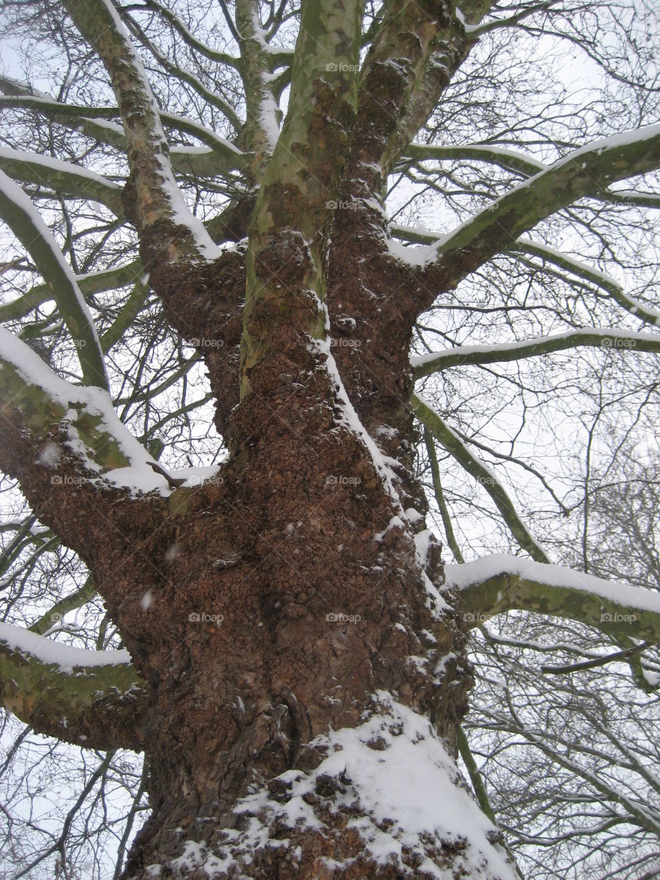 old tree in the snow