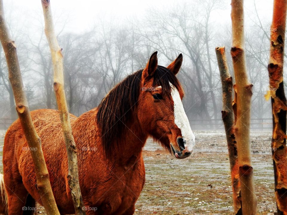 Horse standing at farm in foggy weather