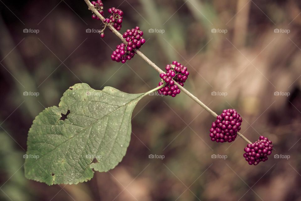 Fall purple wild berries food diagonal angled with a single green leaf