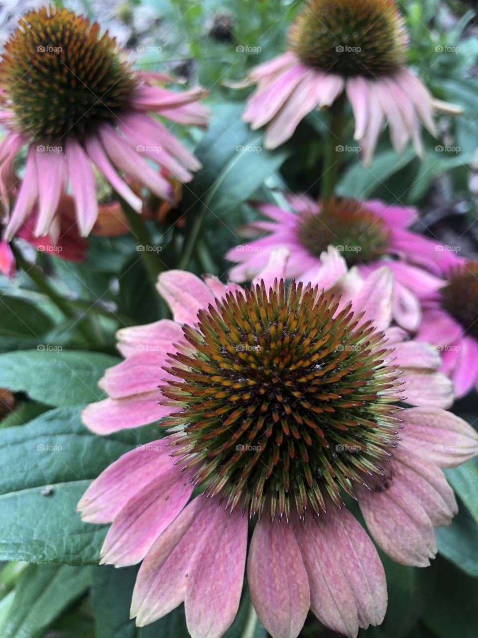 Colorful coneflowers 