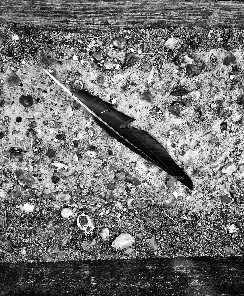 Feather on the ground 
