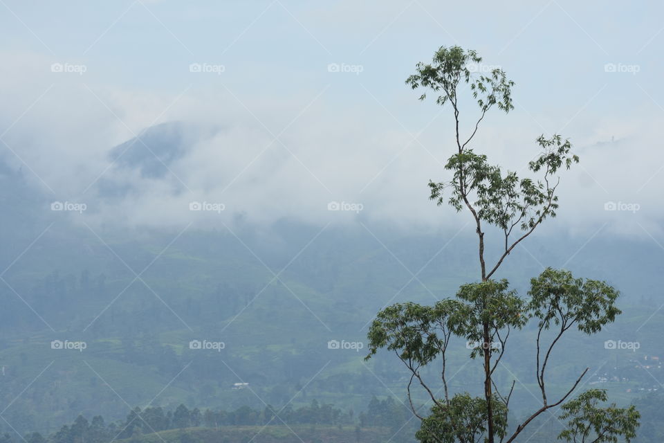 Misty mountains and forest been touched by white beauty #clouds